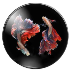Magnetukas 0092